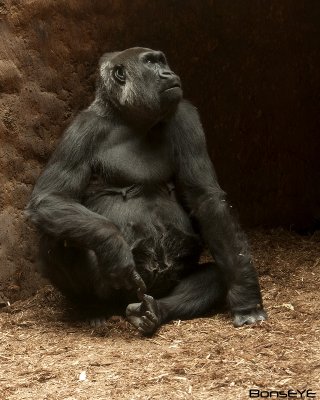 Gorillas