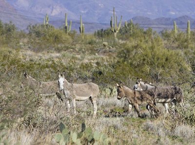 Wild Burros