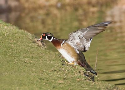 Wood Duck