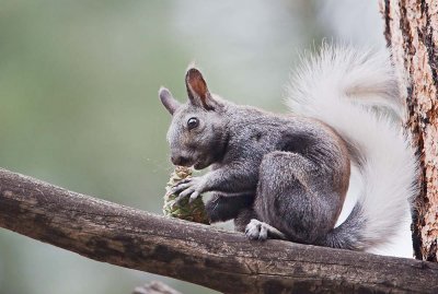 Kaibab Squirrel