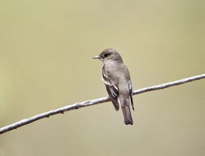 Western Wood Peewee