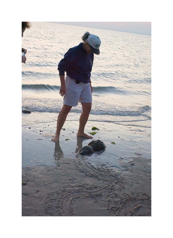 HorseShoe Crab Walk  009.jpg