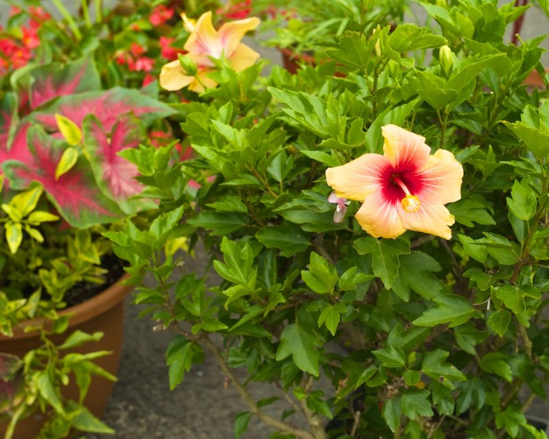 August 1 2010 20.jpg