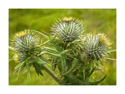 Thistle-the flower of Scotland