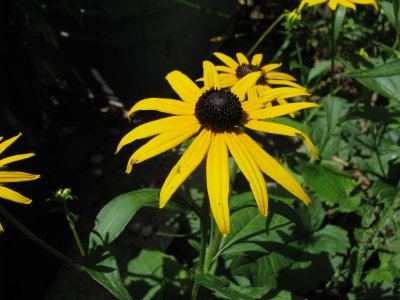 Blackeyed Susan