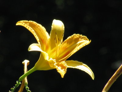 Daylilly