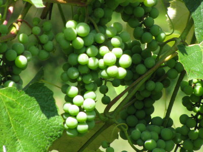 Concord Grapes