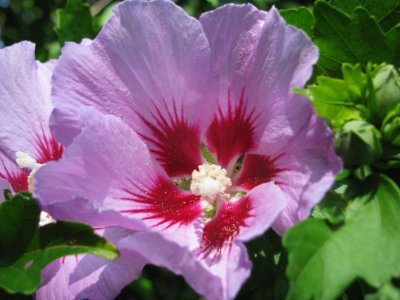 Rose of Sharon