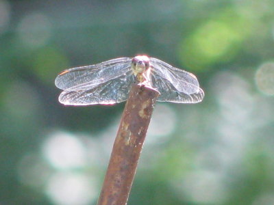 Dragonfly