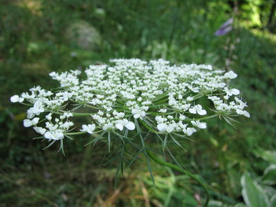 Queen Anne's Lace