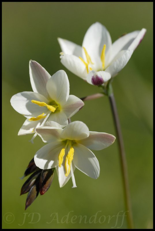 Geissorhiza inflexa, Iridaceae