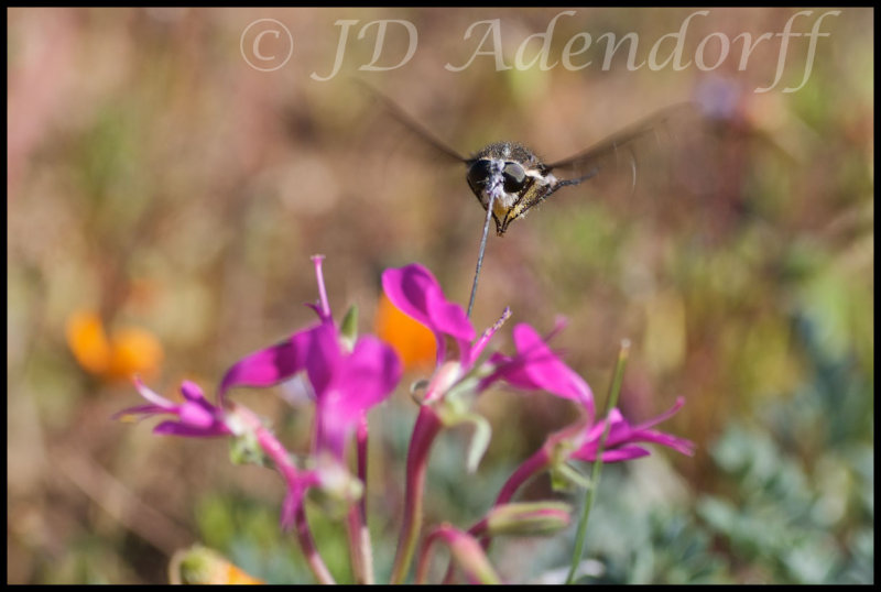 Prosoeca peringueyi feeding on Pelargonium incrassatum