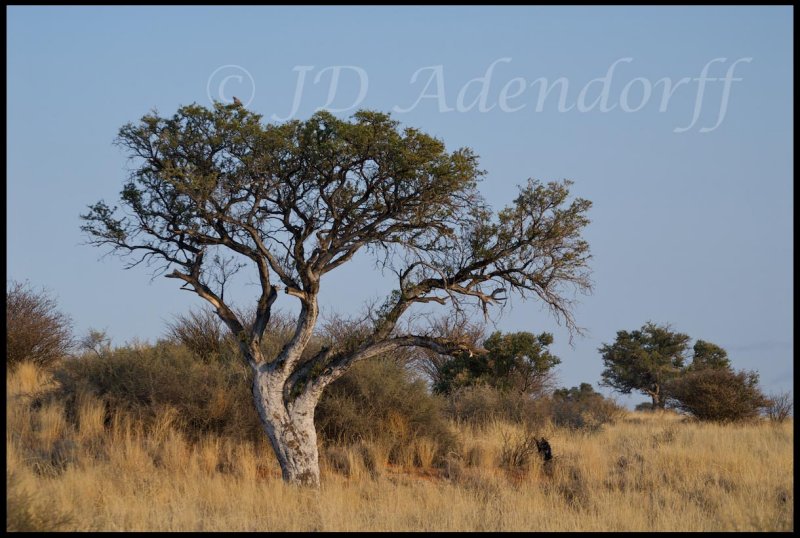 Shepherds tree, Upington