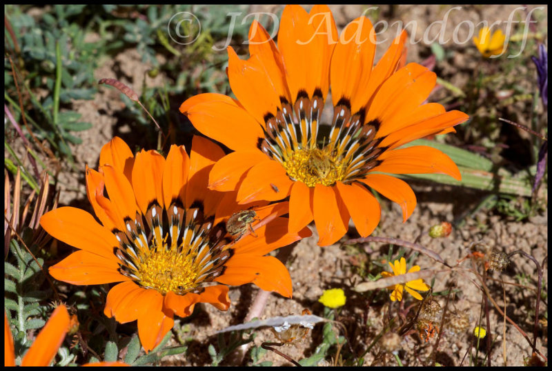 Gazania sp., Asteraceae