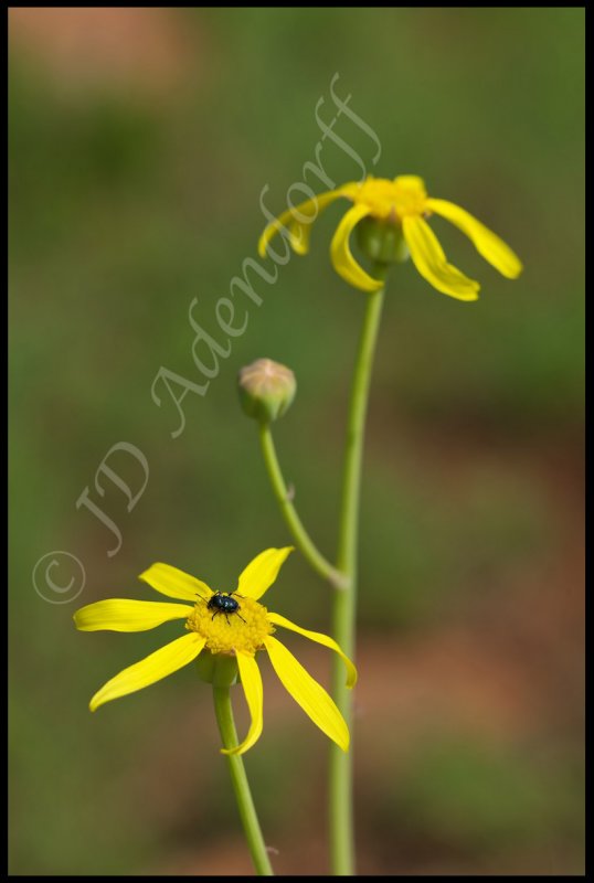 Othonna natalensis, Asteraceae