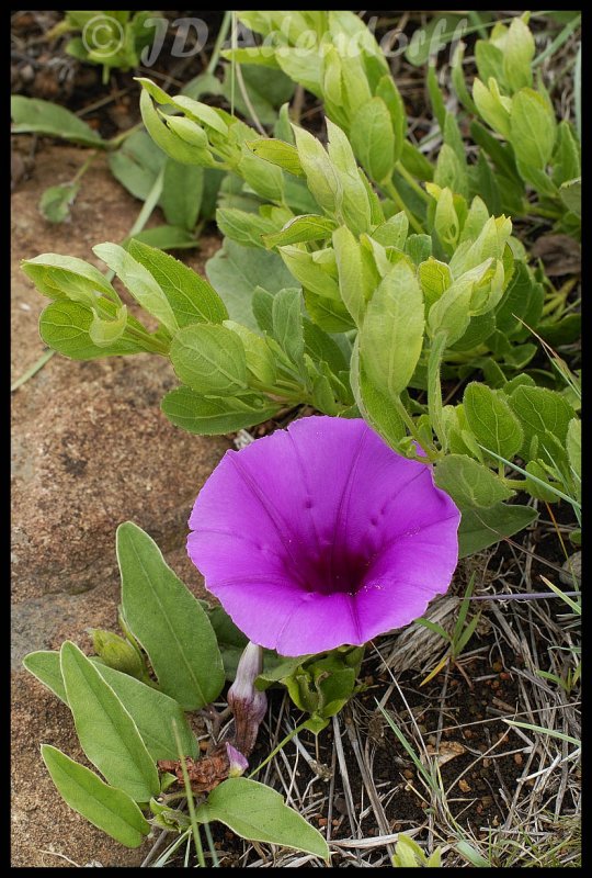 Ipomoea sp.