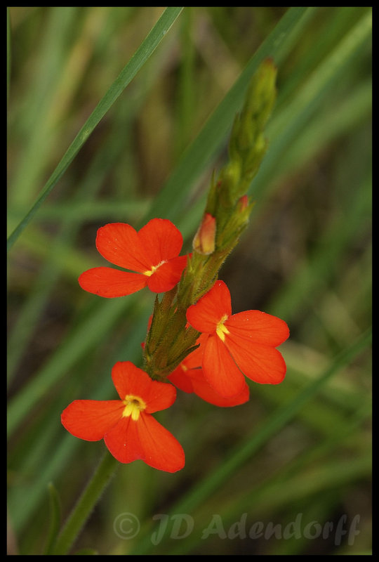 Striga sp.