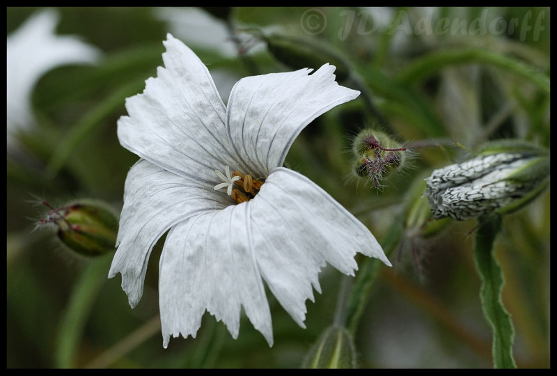 Monsonia sp.