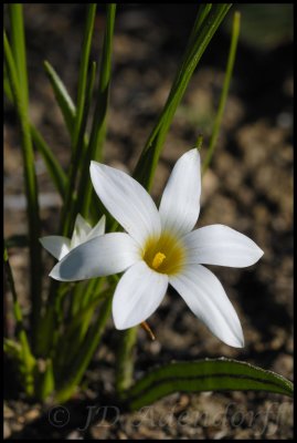 Romulea flava, Iridaceae