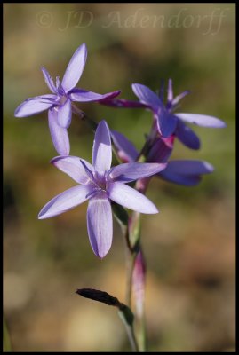 Hesperantha pilosa, Iridaceae