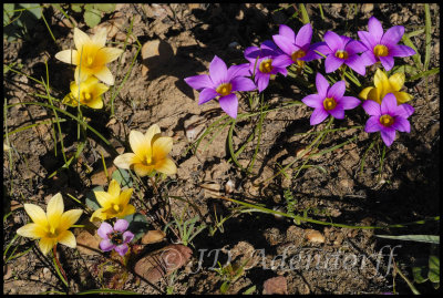 Romulea rosea and Romulea hirsuta, Iridaceae