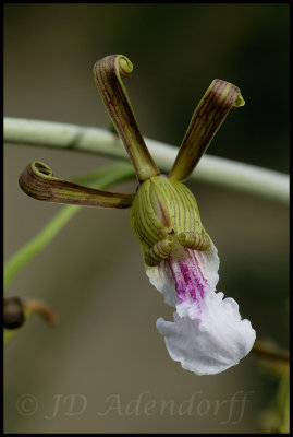 Eulophia petersii, Orchidaceae