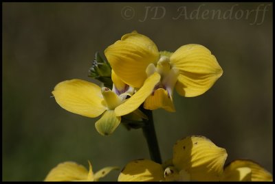 Eulophia speciosa, Orchidaceae