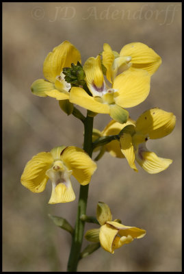 Eulophia speciosa, Orchidaceae