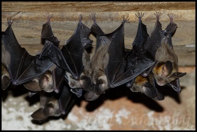 Bats in the watermill at Glen Avon