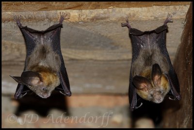 Bats in the watermill at Glen Avon