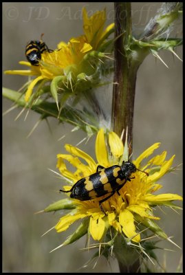 CMR beetles making short work of a Berkheya's petals