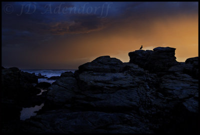 Seal Point Nature Reserve, Cape St Francis