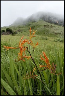 Crocosmia paniculata, Iridaceae