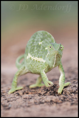 Flap-necked chameleon