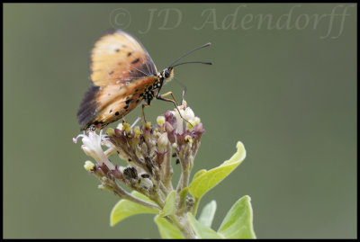 An Acraea butterfly feeds on Clerodendrum glabrum