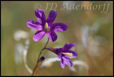 Ixia rapunculoides, Iridaceae