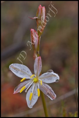 Chlorophytum sp.