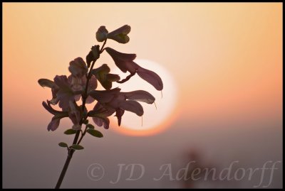 Salvia at sunset