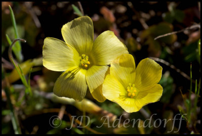 Oxalis sp., Oxalidaceae