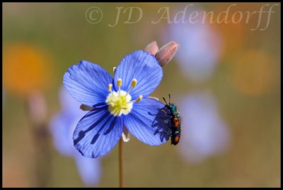 Heliophila sp.