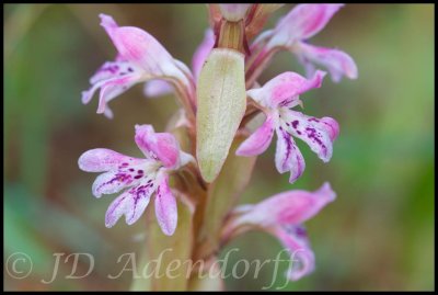 Satyrium erectum, Orchidaceae