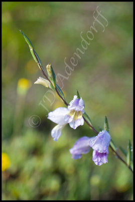 Gladiolus sp., Iridaceae