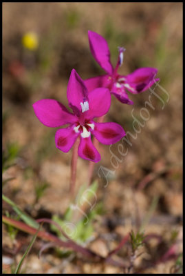 Lapeirousia silenoides, Iridaceae