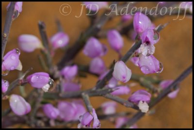 Unidentified, Polygalaceae