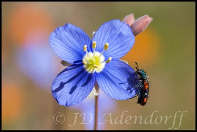 Heliophila sp.