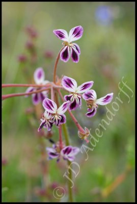 Pelargonium sp., Geraniaceae