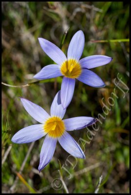 Romulea tabularis, Iridaceae