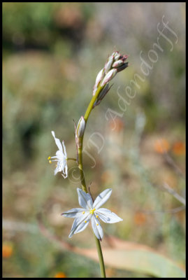 Chlorophytum sp.