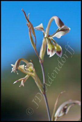 Gladiolus orchidiflorus, Iridaceae