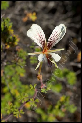 Pelargonium sp., Geraniaceae